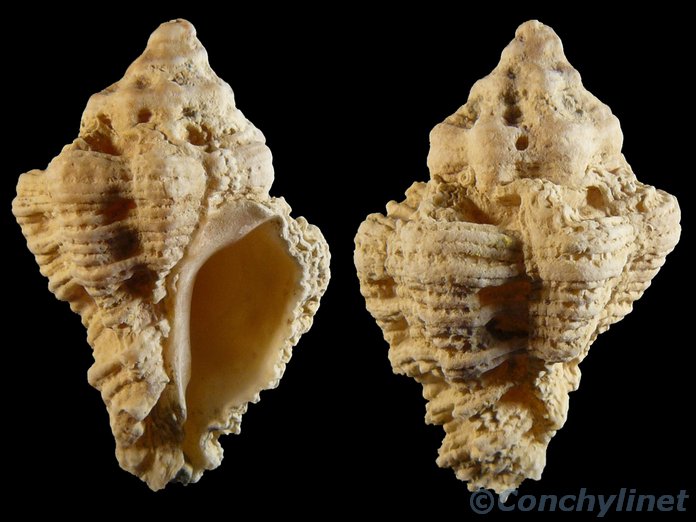 Muricodrupa fiscella