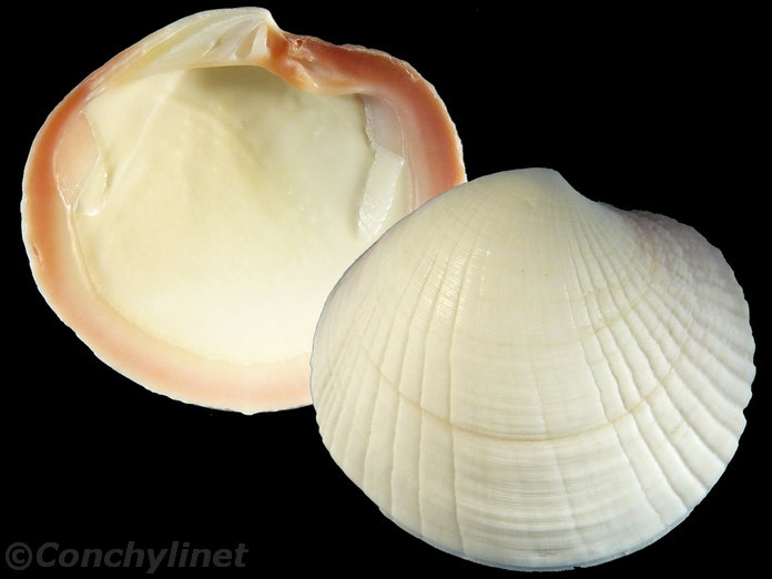 Codakia punctata