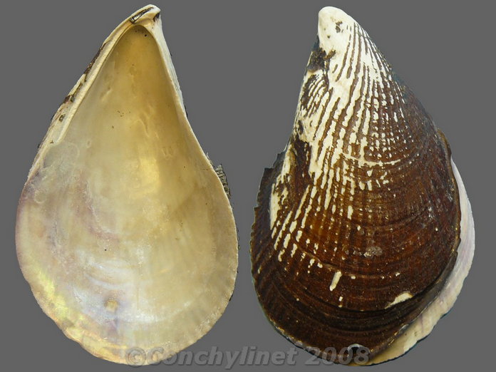 Aulacomya atra
