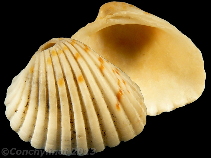 Cardites bicolor