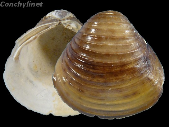 Corbicula fluminea