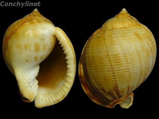 Semicassis saburon
