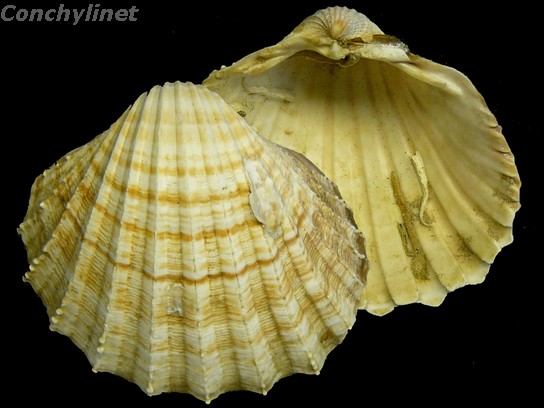 Acanthocardia paucicostata