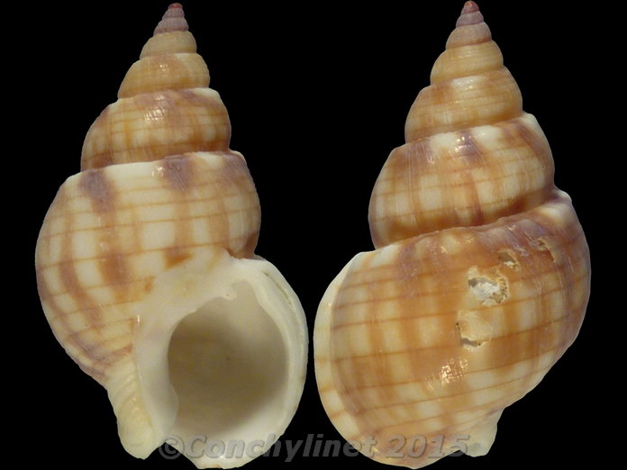 Nassarius particeps