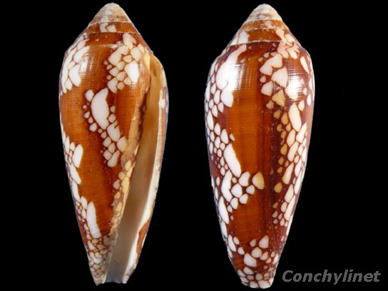 Conus episcopatus