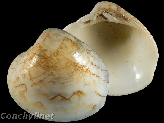 Lioconcha tigrina