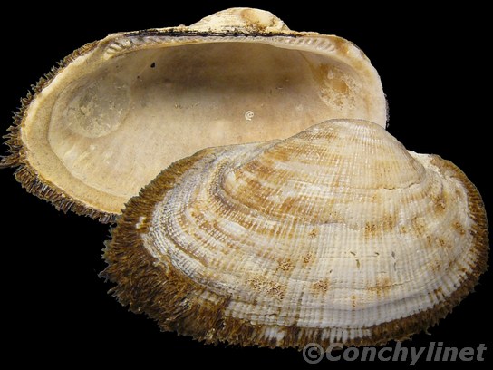 Barbatia pistachia