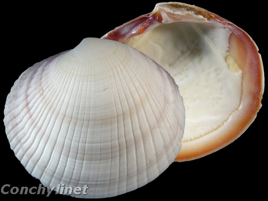 Codakia punctata