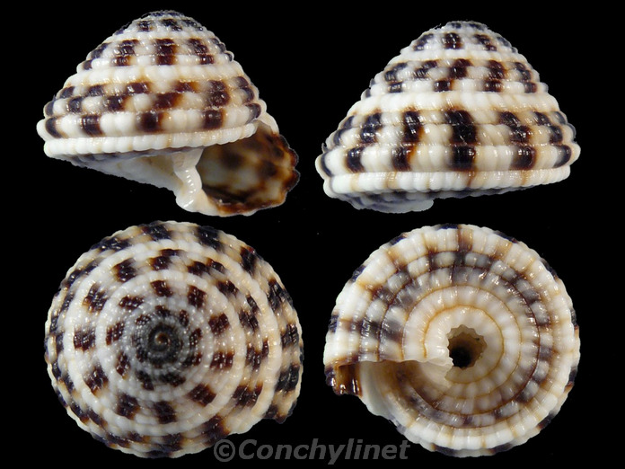 Heliacus areola