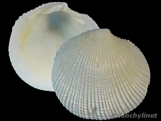 Ctena reevei