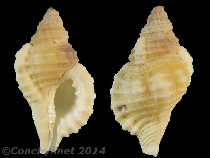 Monoplex mundus