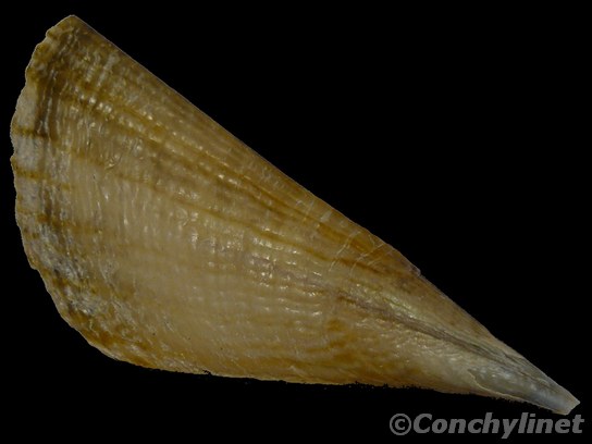 Pinna bicolor