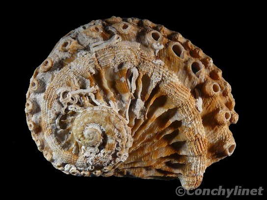 Haliotis scalaris