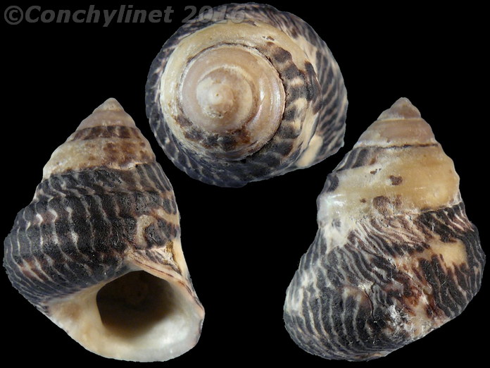 Austrocochlea porcata