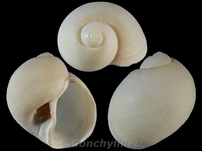 Eunaticina linnaeana