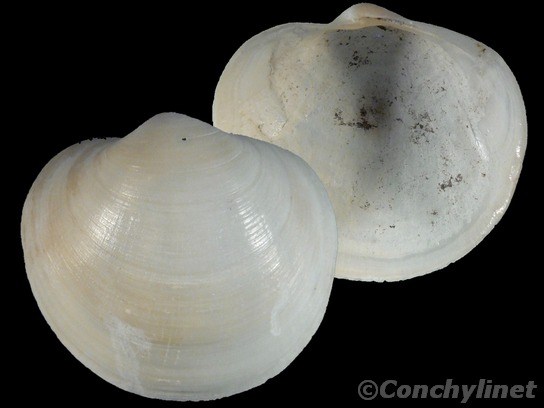 Anodontia perplexa