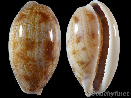 Cypraea pelluscens