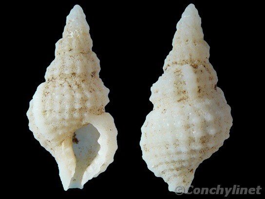 Sassia sexcostata