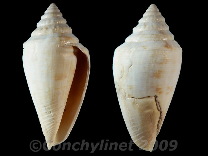 Conus clarus Conus clarus