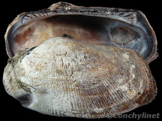 Barbatia pistachia