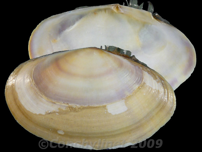 Hiatula biradiata