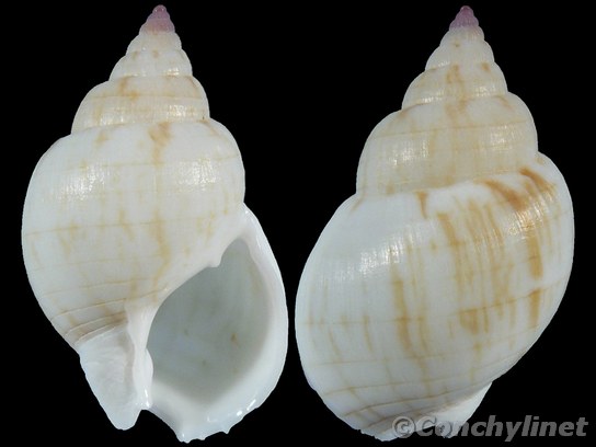 Nassarius particeps