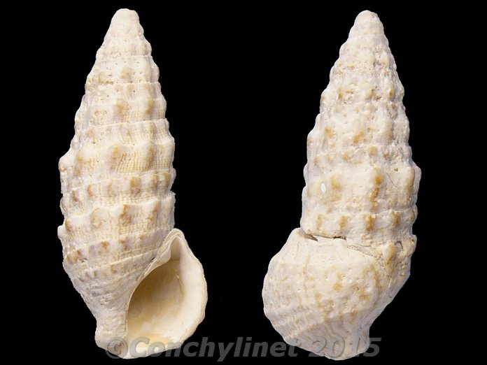 Cerithium vulgatum