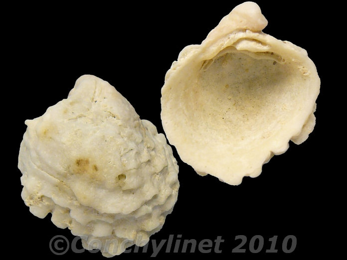 Chama gryphoides Chama gryphoides