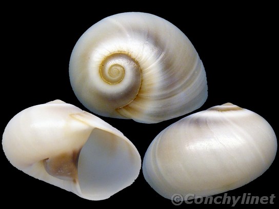 Neverita josephinia
