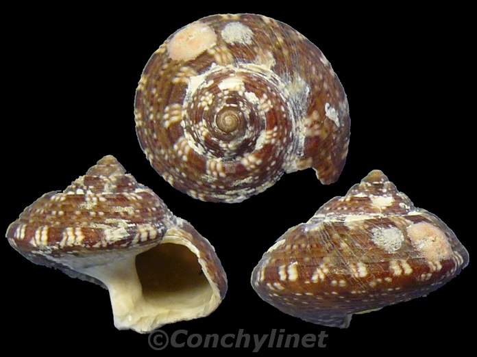 Gibbula ardens