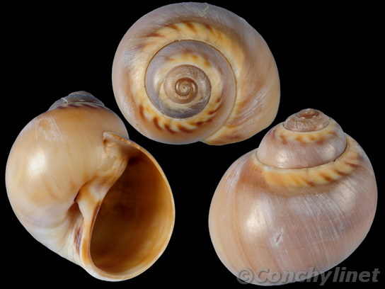 Lunatia catena