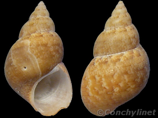 Phasianella solida