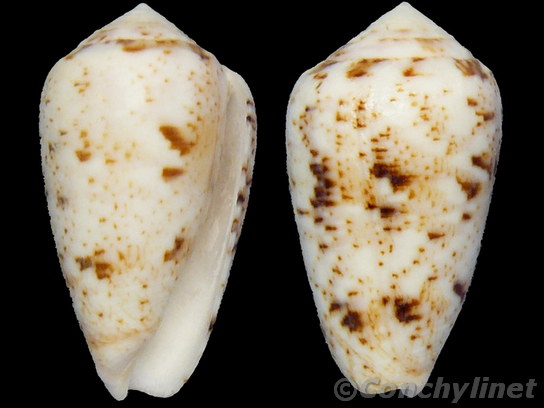 Conus zeylanicus