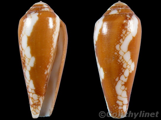 Conus episcopatus