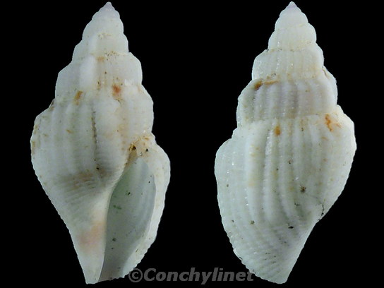 Unidentified species