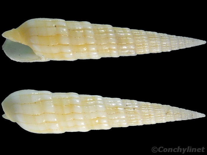 Myurella undulata