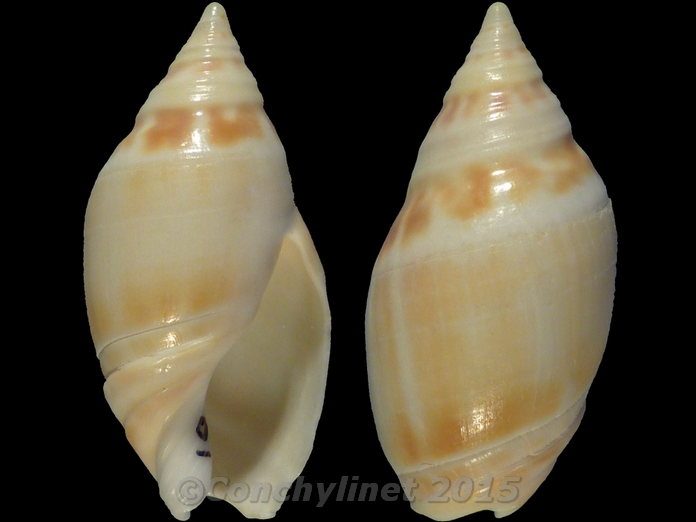 Alocospira marginata