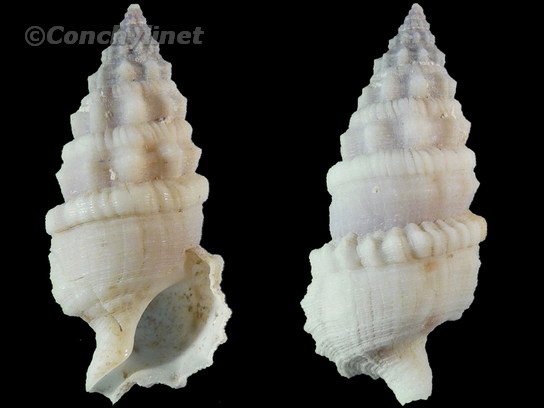 Cerithium torulosum