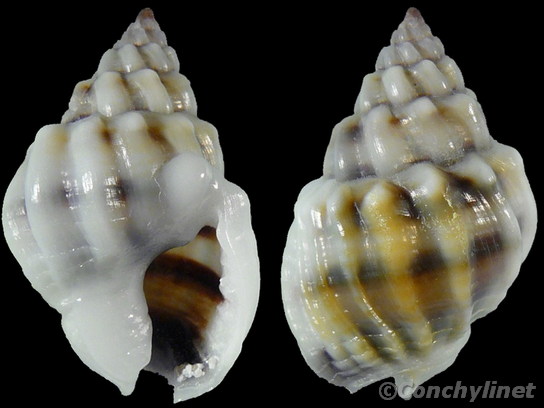 Nassarius coronulus