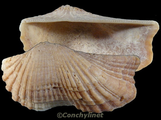 Arca navicularis