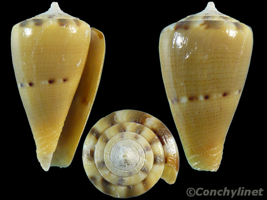 Conus vexillum