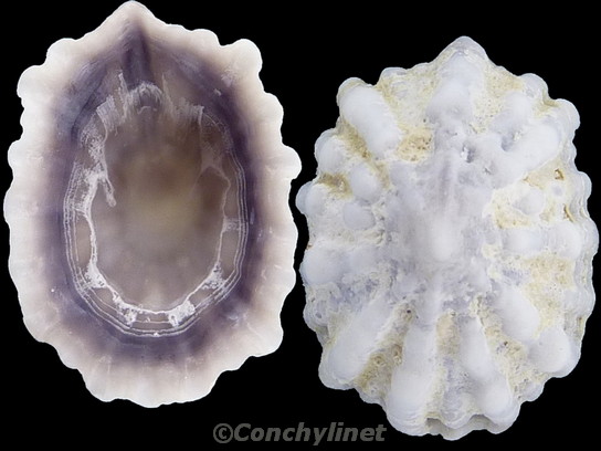 Hemitona octoradiata