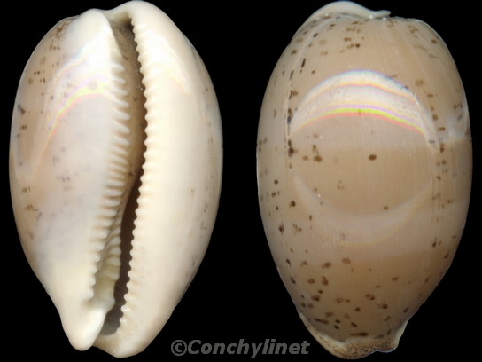 Cypraea cinerea