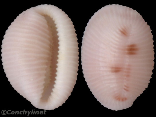 Trivia quadripunctata