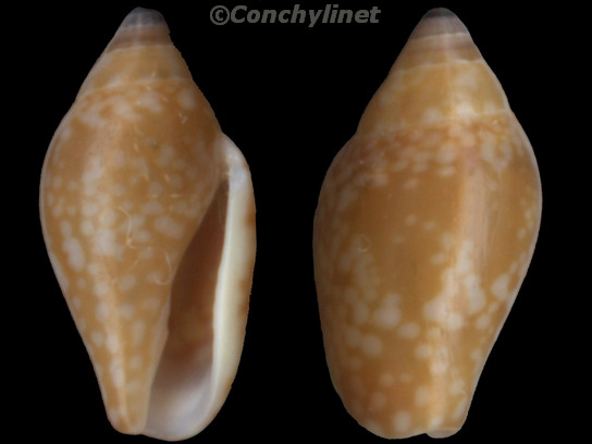 Nitidella nitida