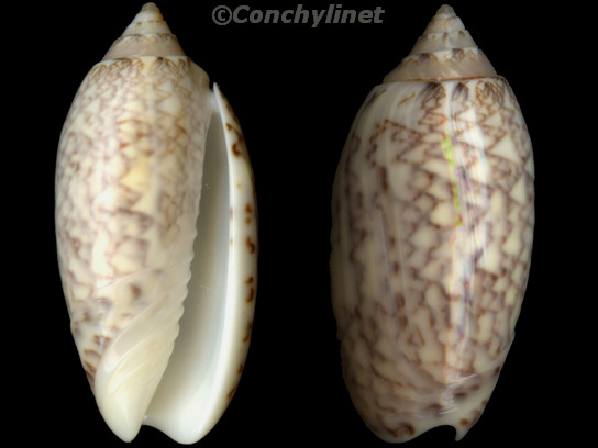 Oliva reticularis