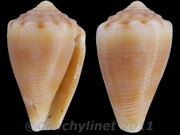 Conus mus Conus mus