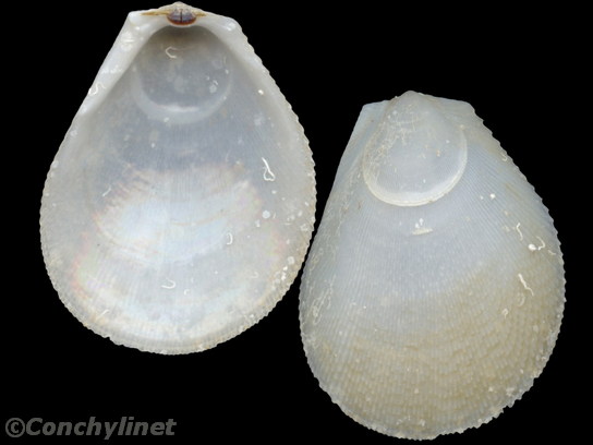 Ctenoides scabra
