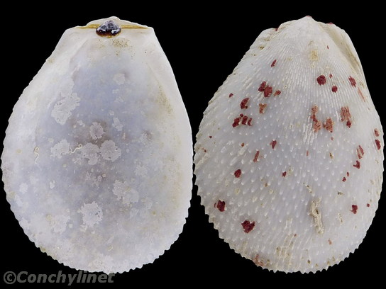 Ctenoides scabra