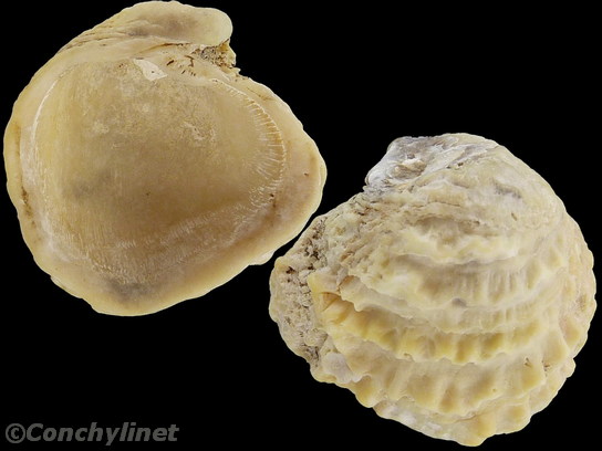 Chama macerophylla